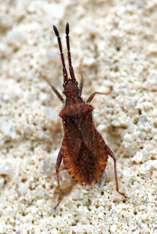 Coreidae: Coriomeris denticulatus dei dintorni di Vicenza